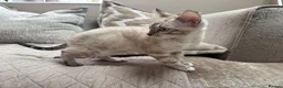 Bengal cats for sale: Stunning TICA Registered Snow Lynx Bengal Kittens - Advert 27