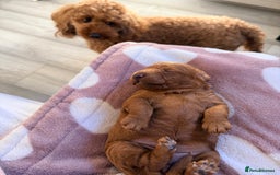 Miniature Poodle dogs for sale: Kc reg mini poodle 5 generation pedigree - Advert 4