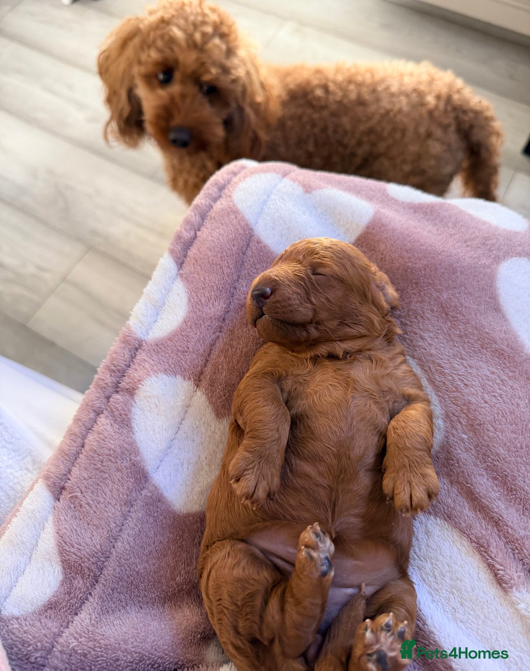 Miniature Poodle dogs for sale: Kc reg mini poodle 5 generation pedigree - Advert 4