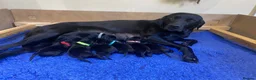 Labrador Retriever dogs for sale: Black Labrador Puppy - Loving Family Companion in Beaminster - Advert 7