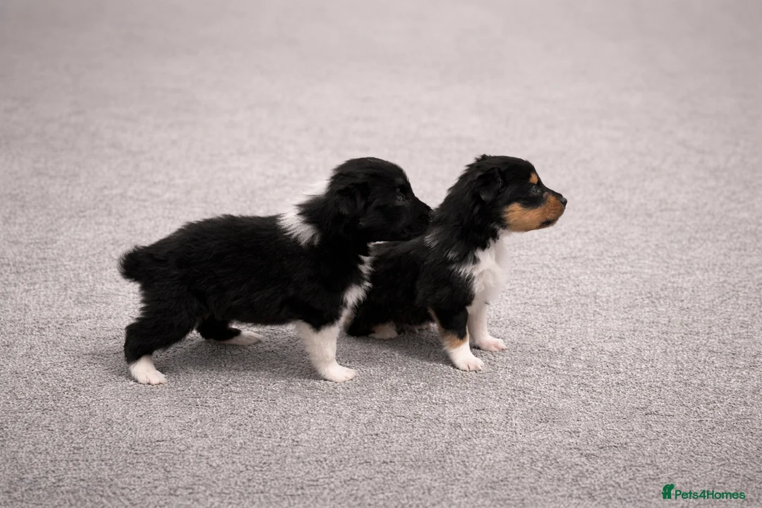 Shetland Sheepdog dogs for sale: Beautiful merle boy 🩵 in Bootle - Advert 2