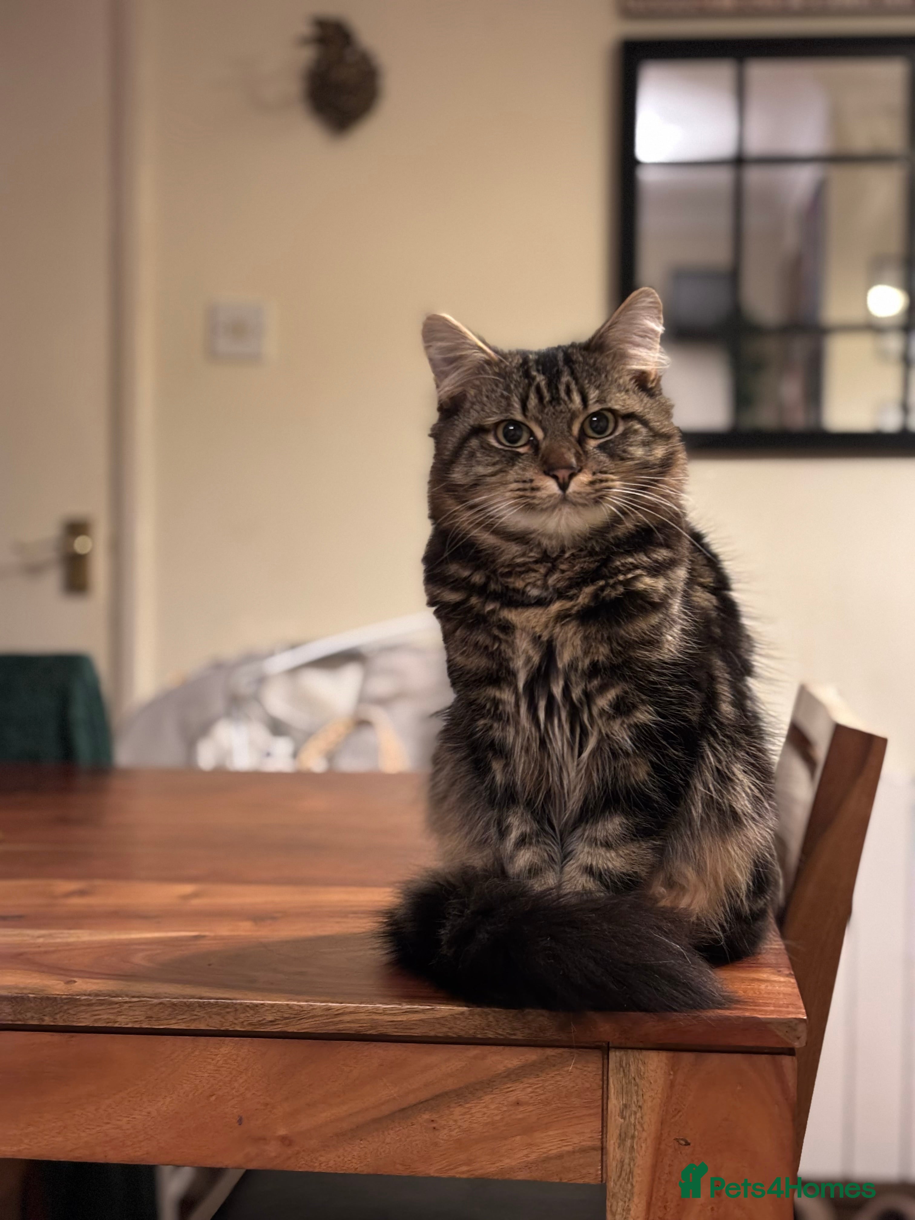 British Longhair cats 9 month old, male, British Shorthair - Advert 1