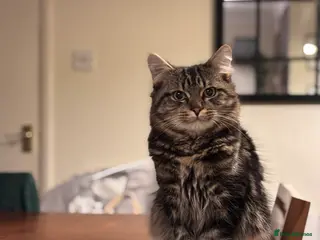 British Longhair cats 9 month old, male, British Shorthair - Advert 1