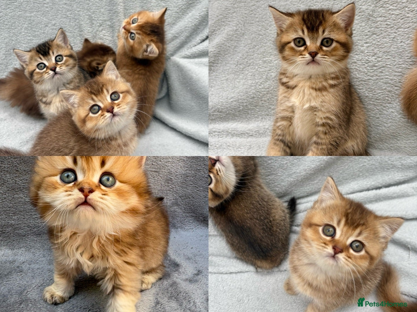British Shorthair cats Pedigree golden kittens - black golden & chocolate - Advert 13