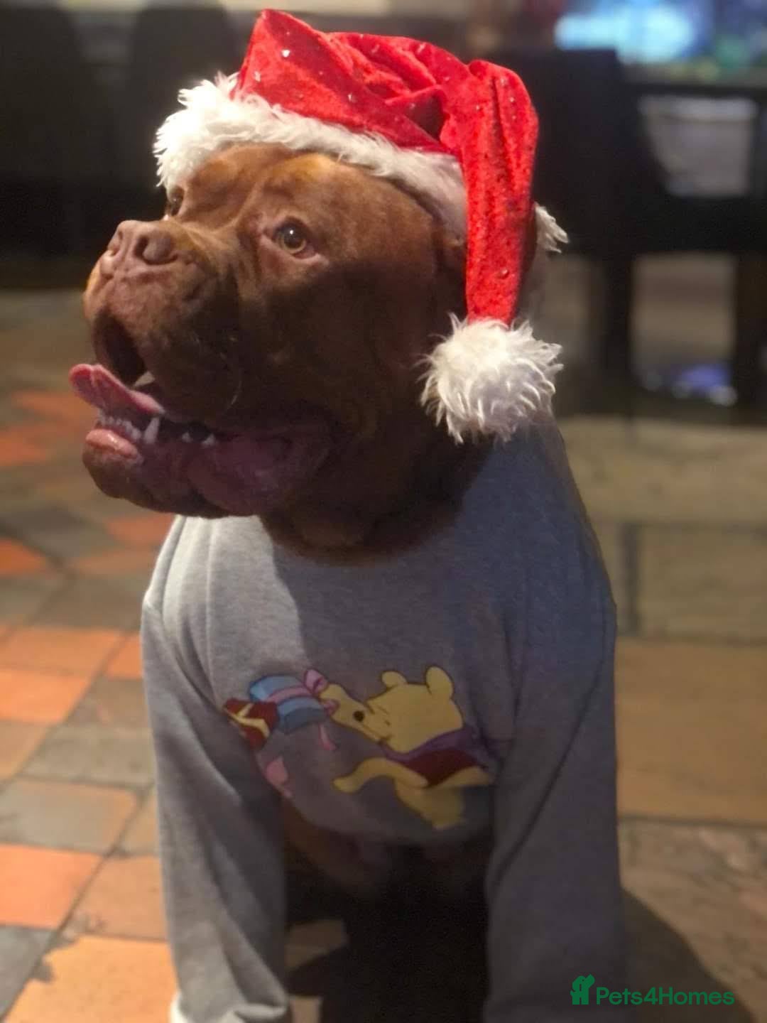 Mixed Breed dogs ** READY ** 3 left - Advert 1