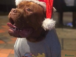 Mixed Breed dogs ** READY ** 3 left - Advert 2