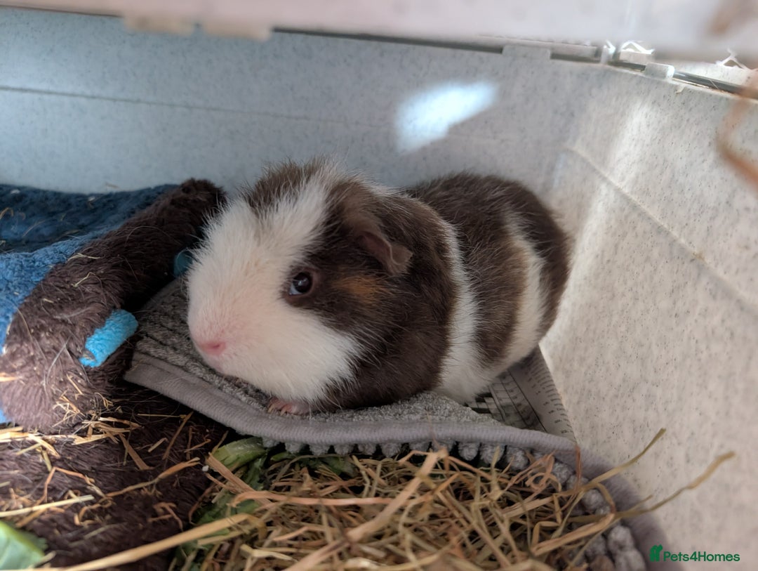 Guinea Pig rodents for sale: Males guinea pigs - Image 3