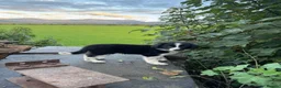 Border Collie dogs for sale: 2 border collie Pups- Ready to go now! - Advert 3