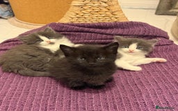 Mixed Breed cats for sale: Must be viewed stunning kittens - Image 1