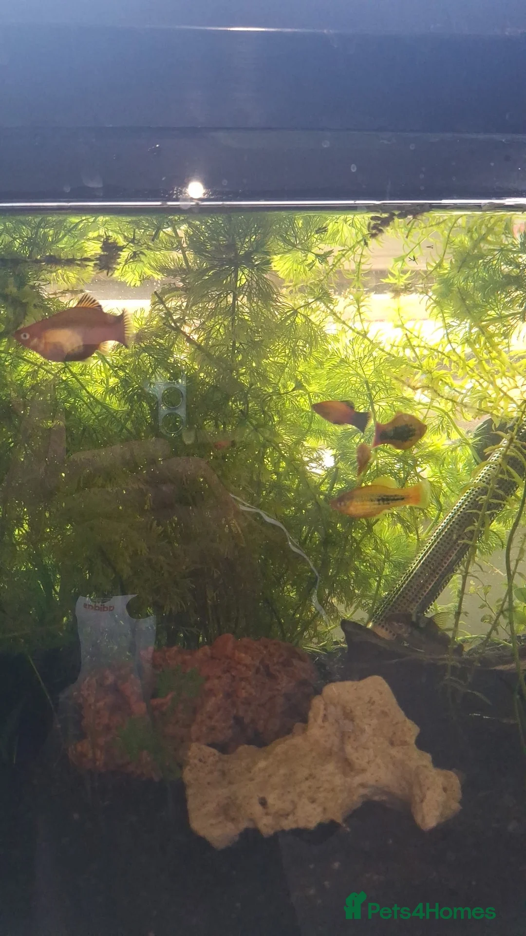 Platies fish for sale: Baby platies for sale  in Nuneaton - Advert 2