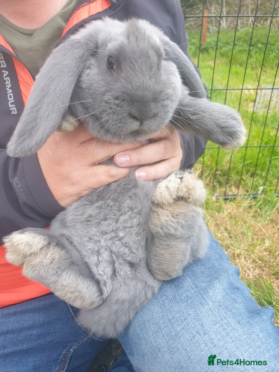 French Lop rabbits for sale: Beautiful Grey French Lops in Woodbridge - Advert 2