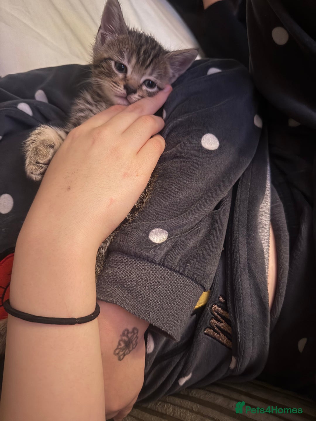 Mixed Breed cats for sale: Mixed breed male kittens - Advert 5