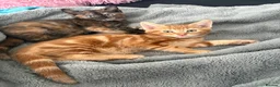 Mixed Breed cats for sale: Adorable Kittens Looking for Loving Homes!  - Advert 25