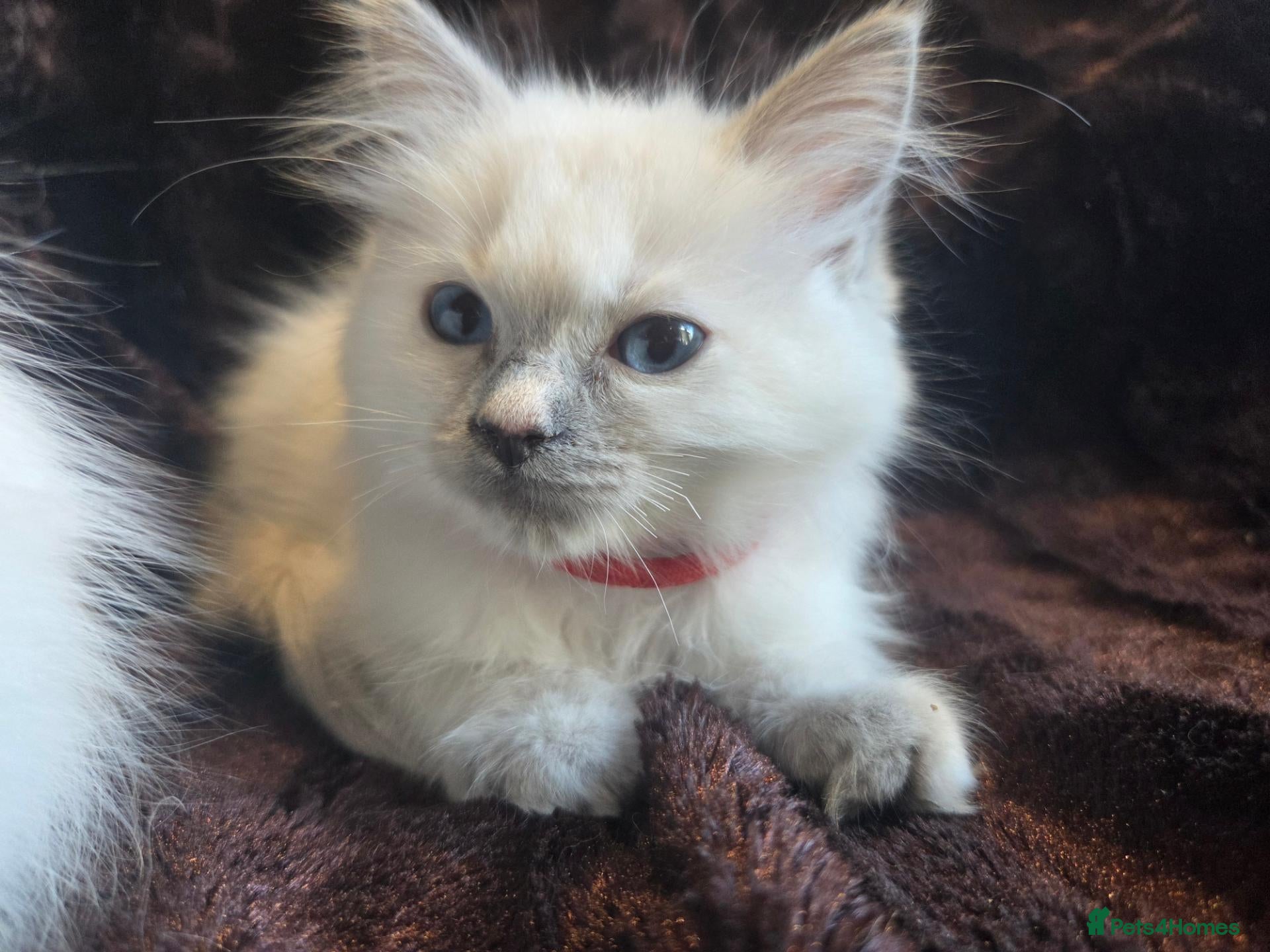 Ragdoll cats 🏆GCCF REG. EXTENSIVELY TESTED RAGDOLL KITTENS🌟 - Advert 2