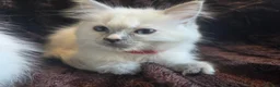 Ragdoll cats for sale: 🏆GCCF REG. EXTENSIVELY TESTED RAGDOLL KITTENS🌟 - Advert 2