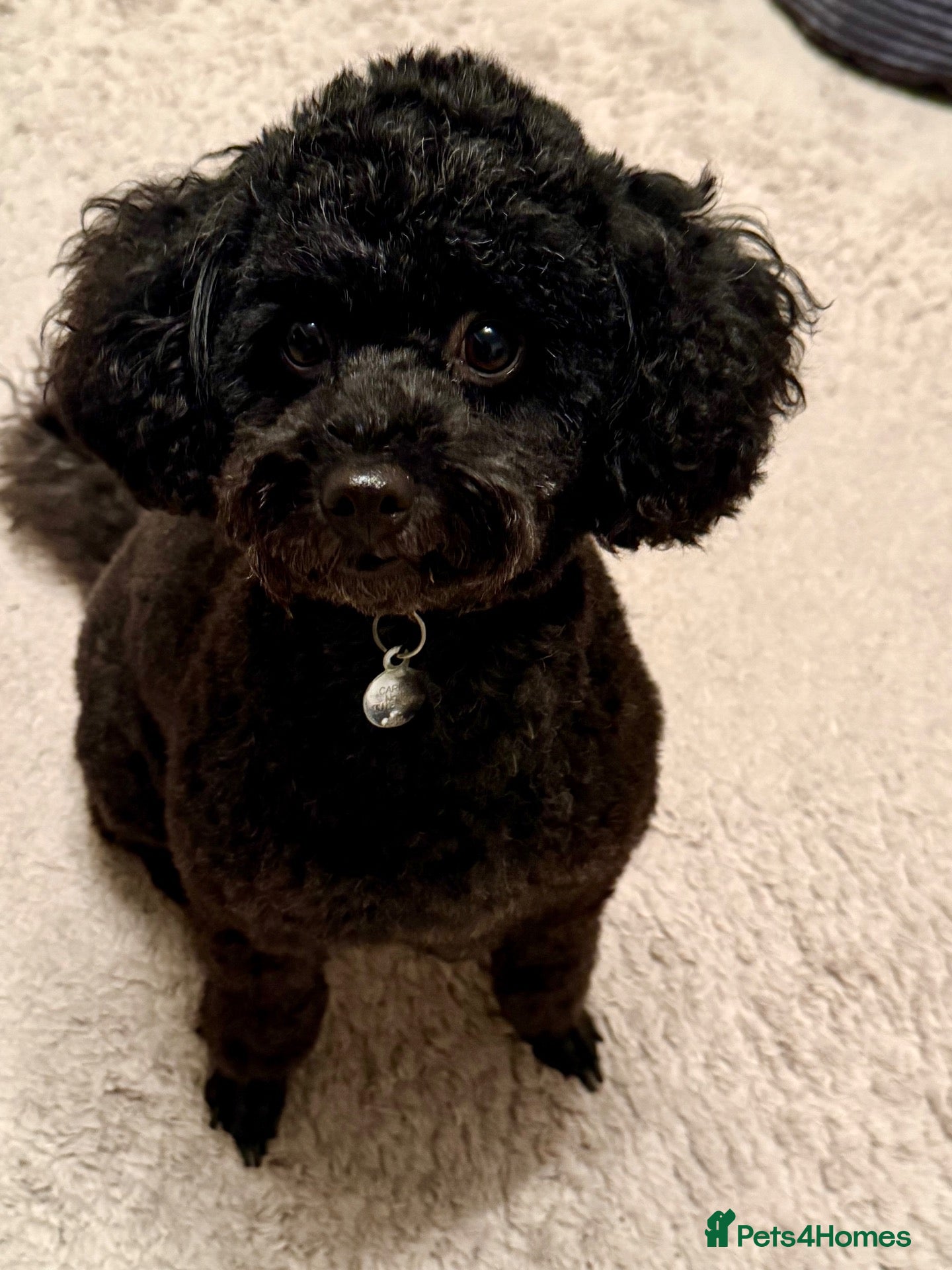 Toy Poodle dogs 🐾 Pedigree Purebred Toy Poodle Puppies 🐾 - Advert 2