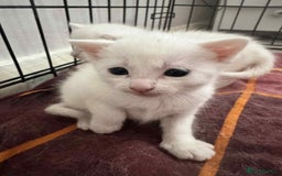 Domestic Shorthair cats for sale: 5 white female kittens - Image 1