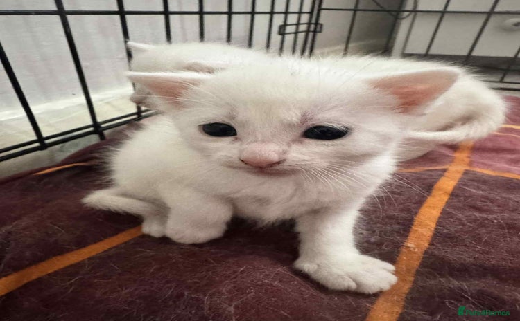 Domestic Shorthair cats - Advert 7