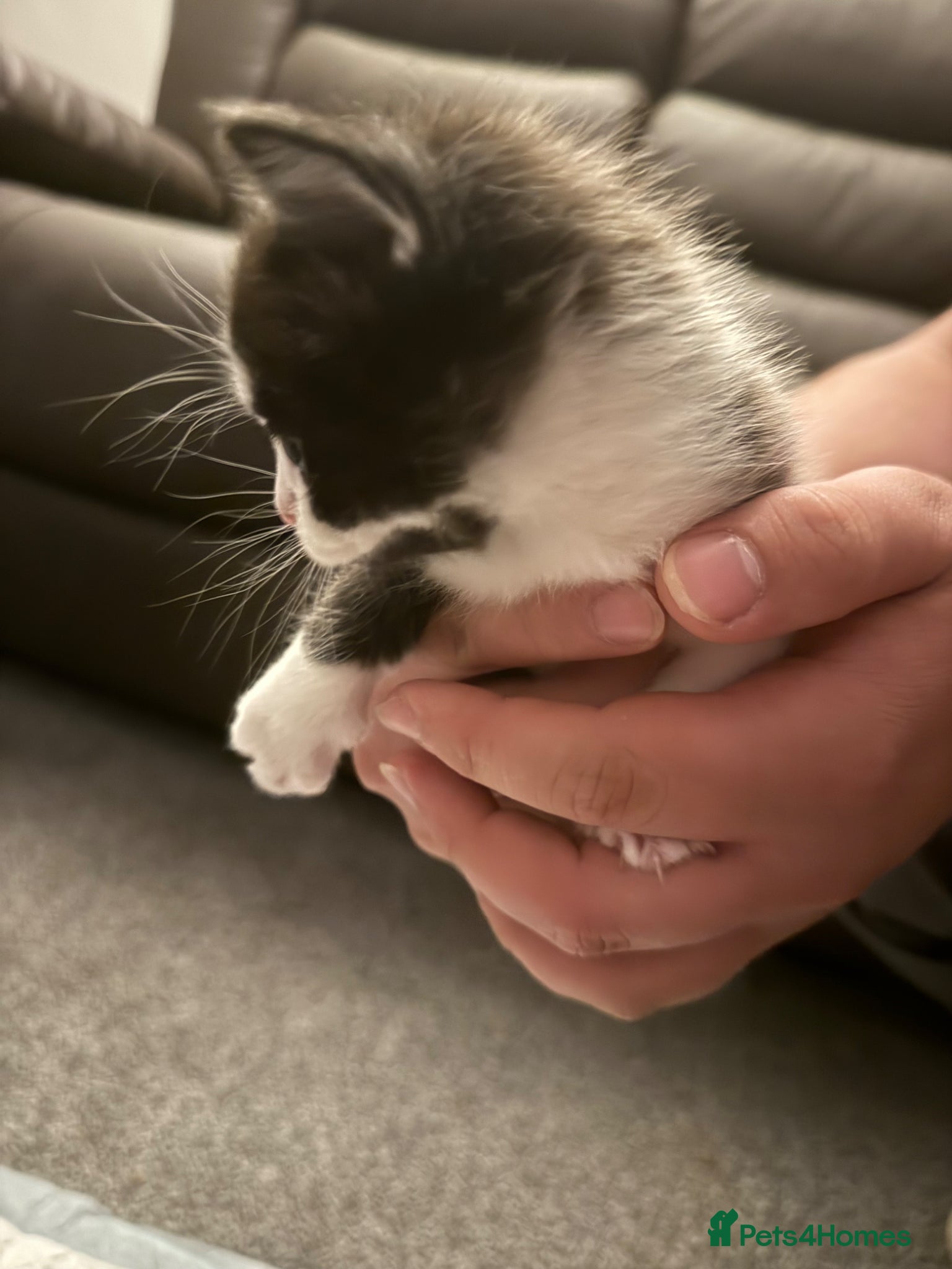 Mixed Breed cats for sale: Beautiful kitten in Dover - Advert 5