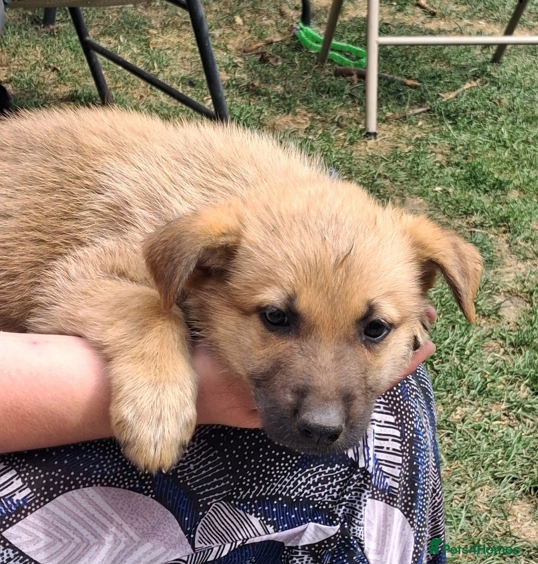 German Shepherd dogs for sale: Father and Mother  in Romford - Image 12