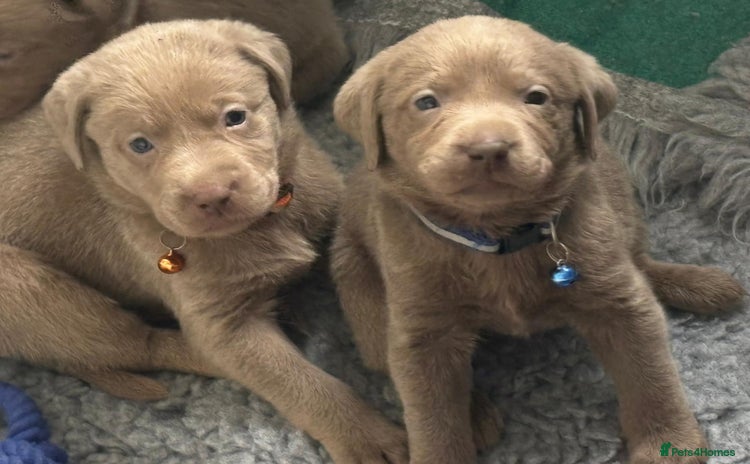 Labrador Retriever dogs - Advert 4