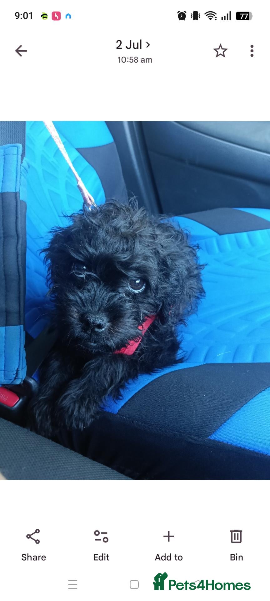 Pugapoo dogs Pugapoo female- Pebbles - Advert 4