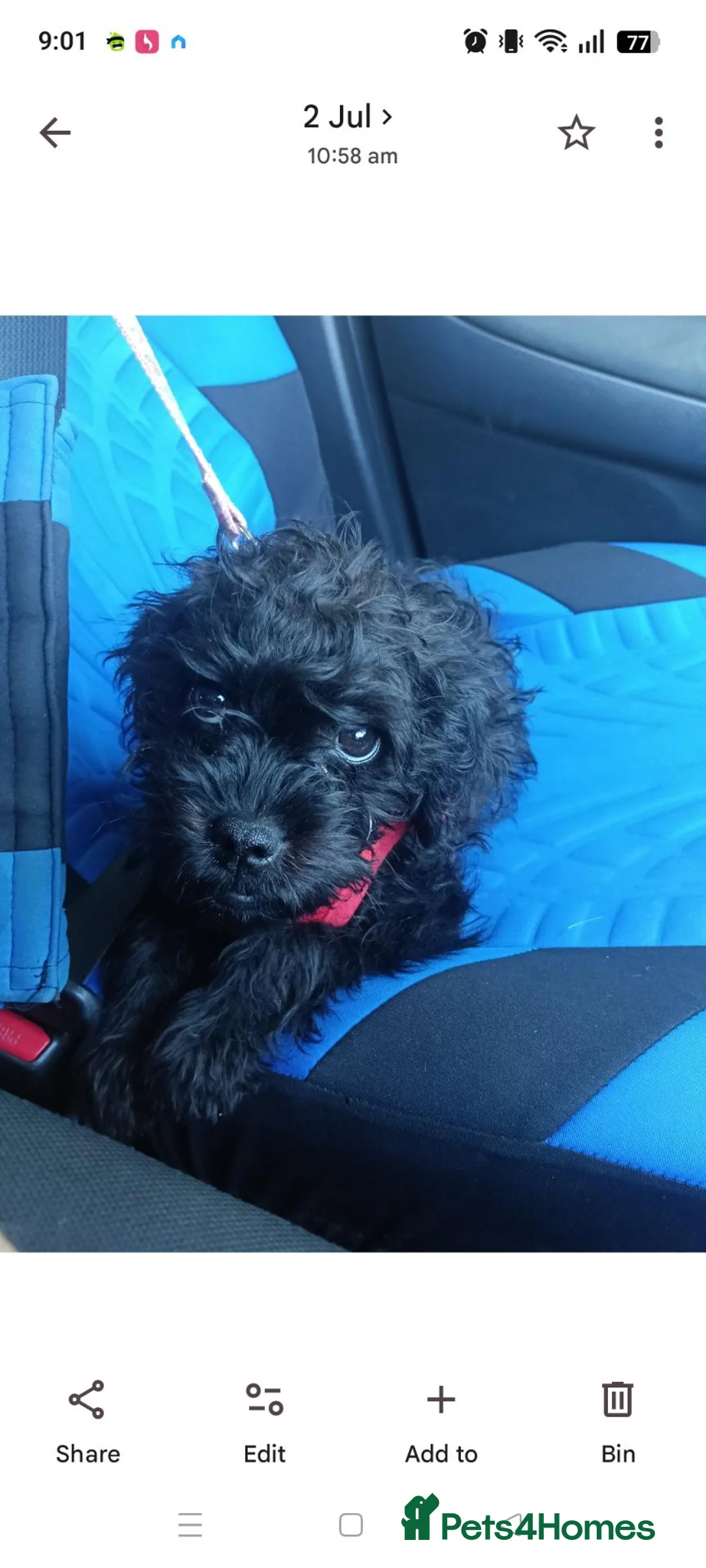 Pugapoo dogs for sale: Pugapoo female- Pebbles in Chesterfield - Advert 1