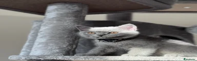 British Shorthair 5