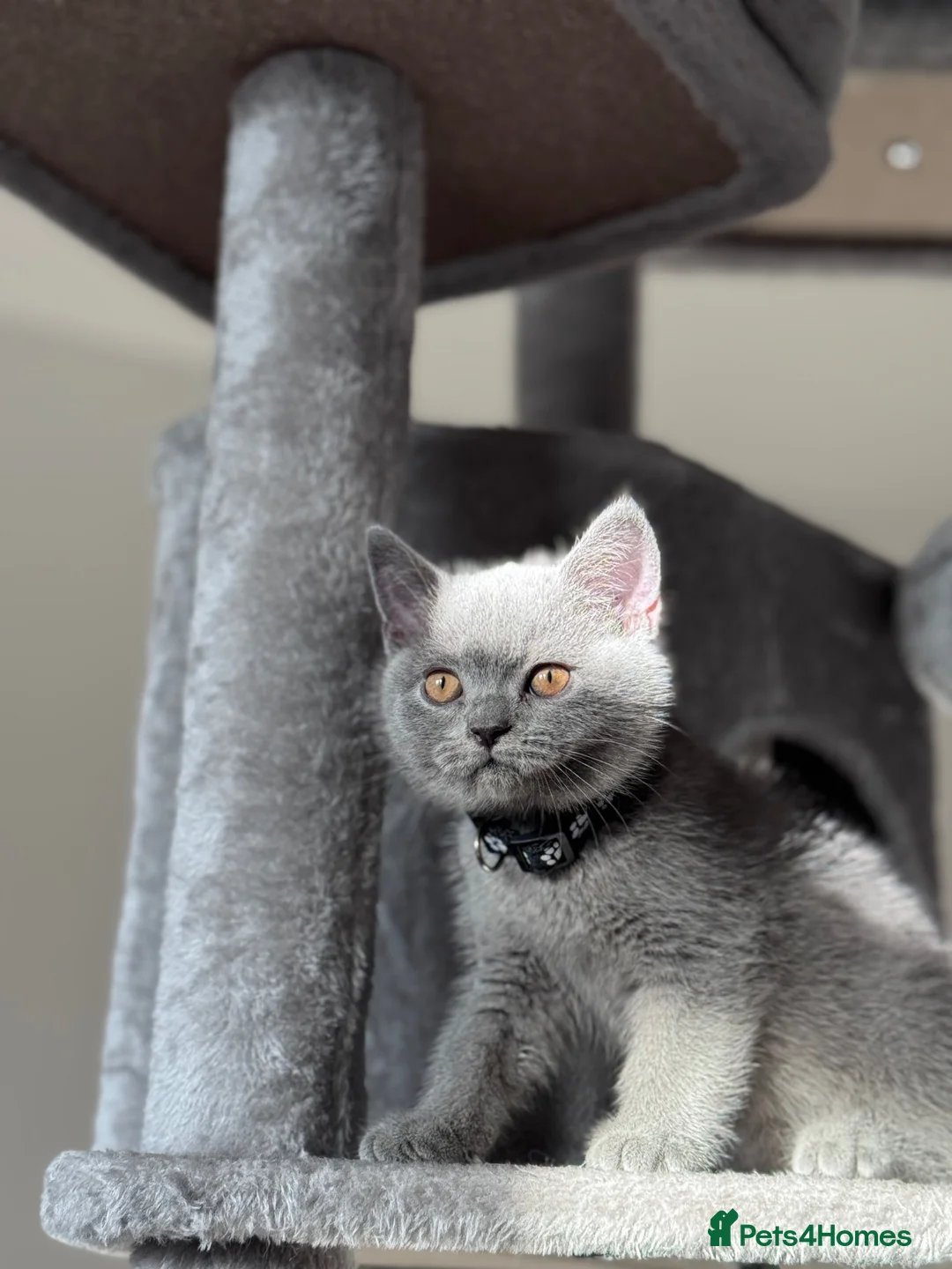 British Shorthair cats for sale: 💙Beautiful Blue British Shorthair Kittens💙 - Advert 2