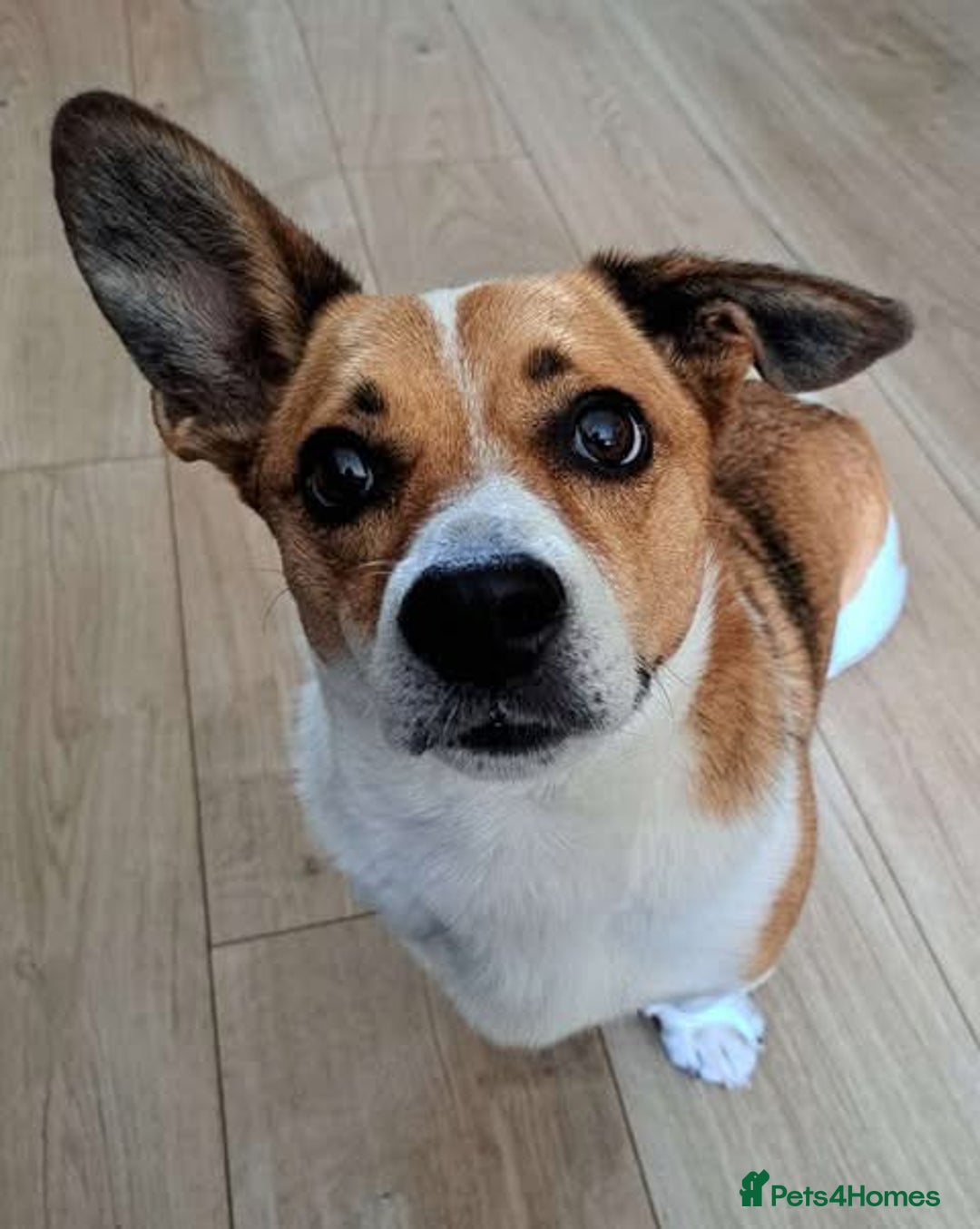 Mixed Breed dogs for adoption: Rescue dog Bibi is looking for her second chance - Image 1