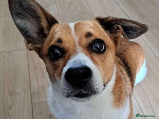 Mixed Breed dogs - Advert 3