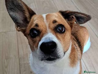 Mixed Breed dogs Rescue dog Bibi is looking for her second chance - Advert 9