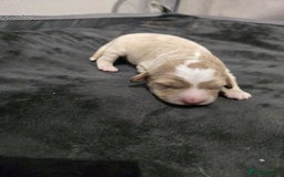 Cavapoo dogs for sale: Cavapoo puppies!!  - Image 2