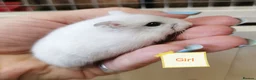 Hamster rodents for sale: Baby Winter white dwarf hamsters  - Advert 4