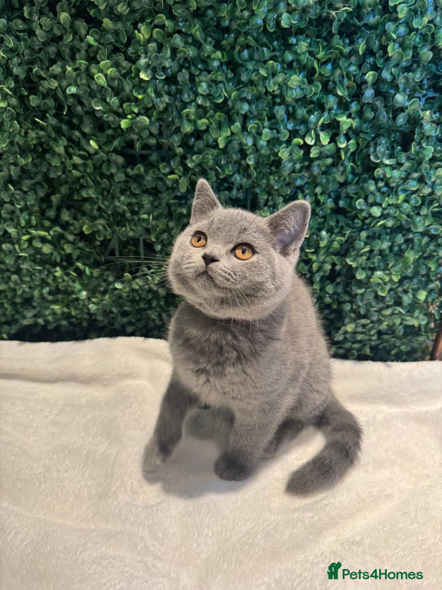 British Shorthair cats 💐British Shorthair Kittens (Blue)💐 - Advert 19