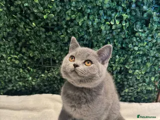 British Shorthair cats 💐British Shorthair Kittens (Blue)💐 - Advert 1