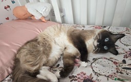 Ragdoll cats for sale:  3 Ragdoll kittens looking for loving homes - Image 9