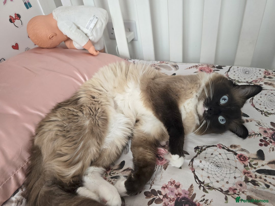 Ragdoll cats for sale:  3 Ragdoll kittens looking for loving homes - Image 9