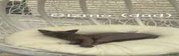 Sphynx cats for sale: Sphynx kittens  - Advert 5
