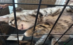 Mixed Breed cats for sale: Bengal cross kittens - Image 6