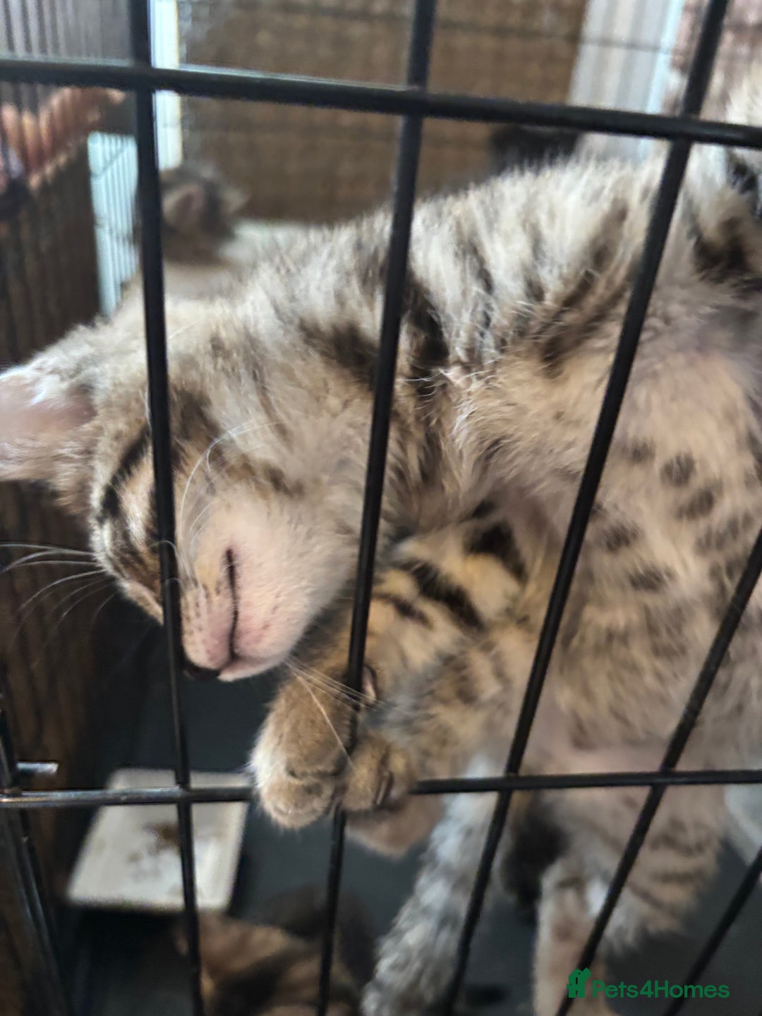 Mixed Breed cats for sale: Bengal cross kittens - Image 6