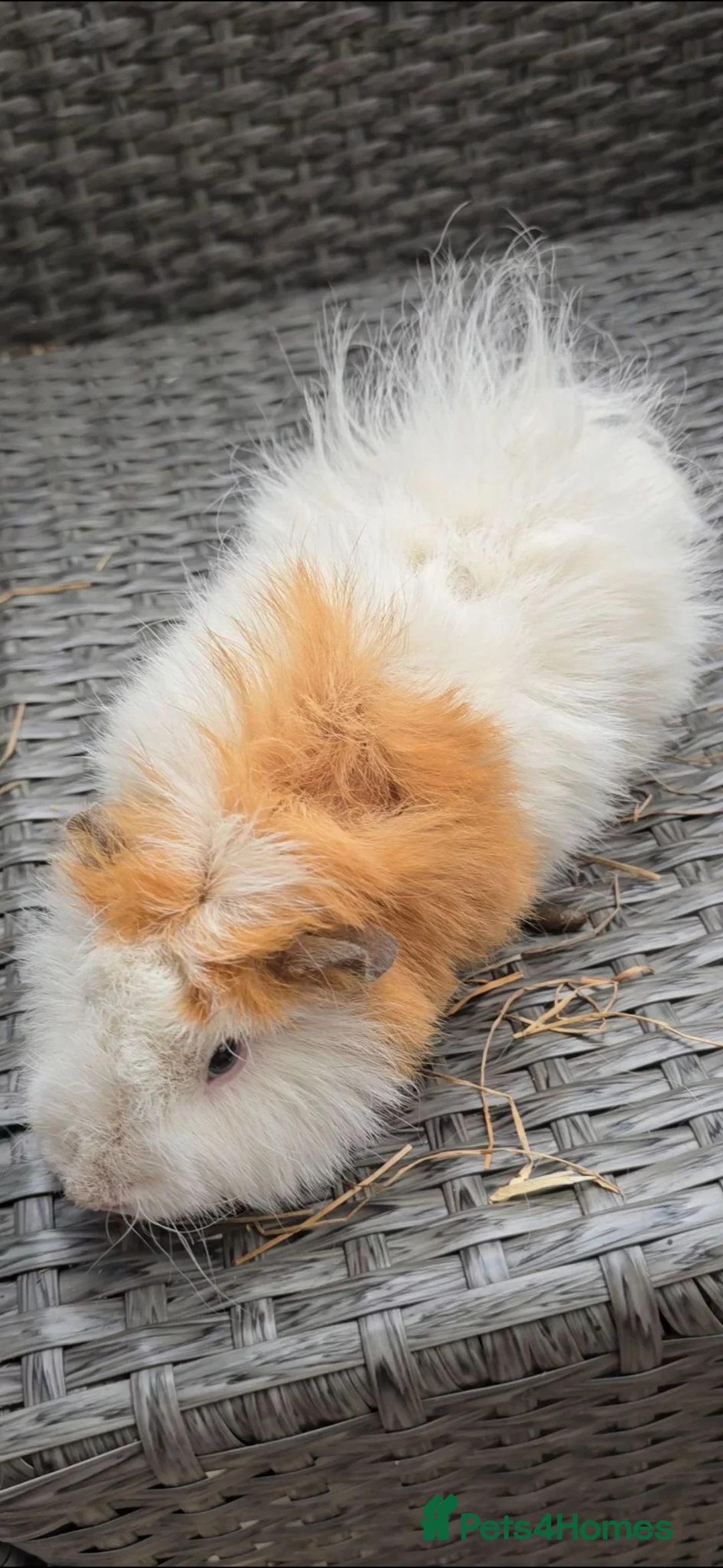 Guinea Pig rodents for sale: Ginipigs  - Advert 1