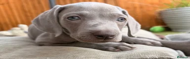 Weimaraner 2