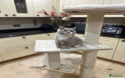 British Shorthair cats for sale: FULL PEDIGREE, REGISTERED BSH - Image 28