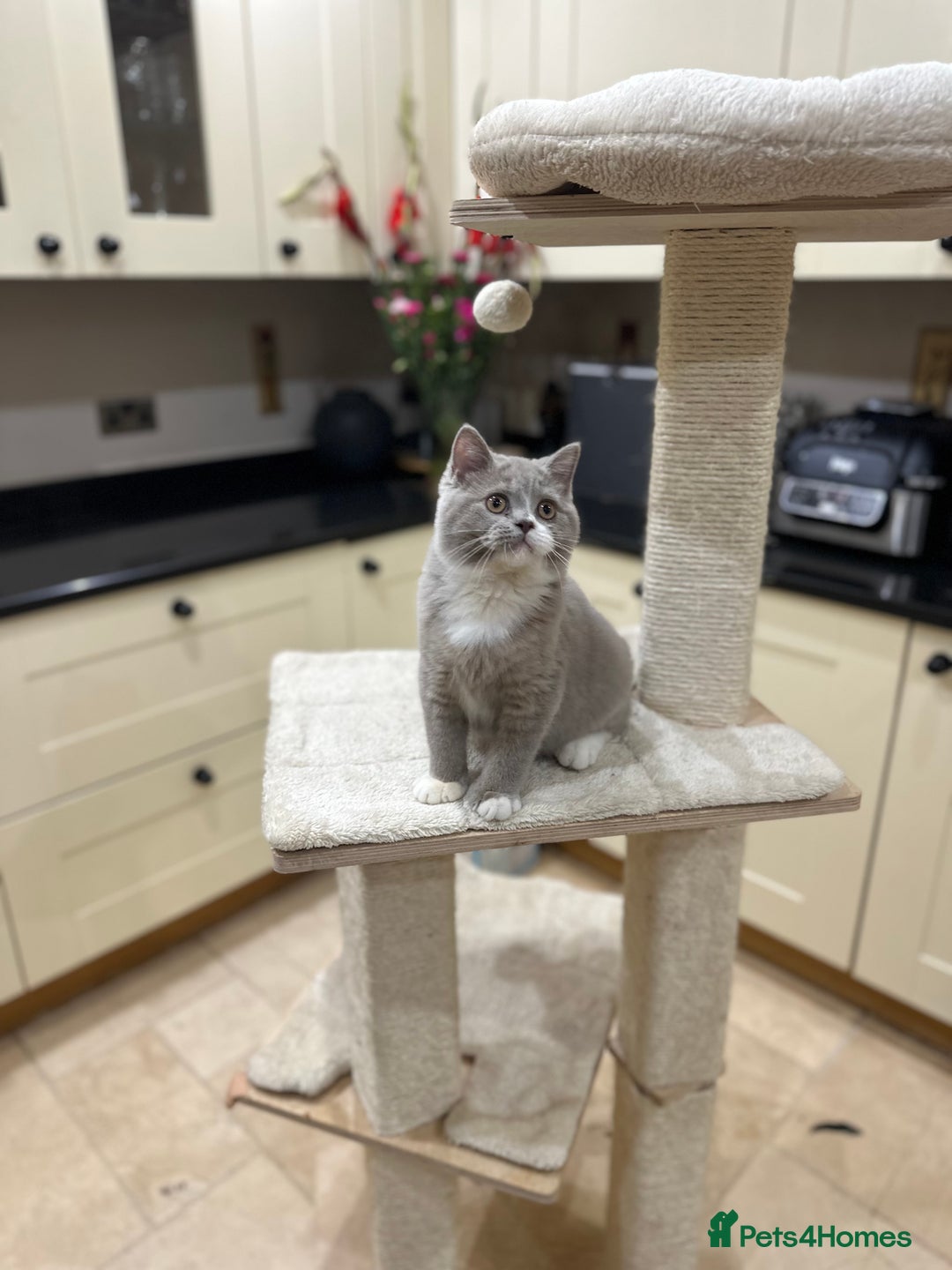British Shorthair cats for sale: FULL PEDIGREE, REGISTERED BSH - Image 28