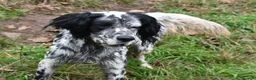 English Setter dogs for adoption: Evo   - Advert 14