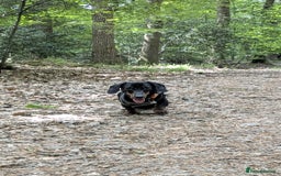 Miniature Dachshund dogs for sale: Energetic 2 year old minature dachshund  - Image 7