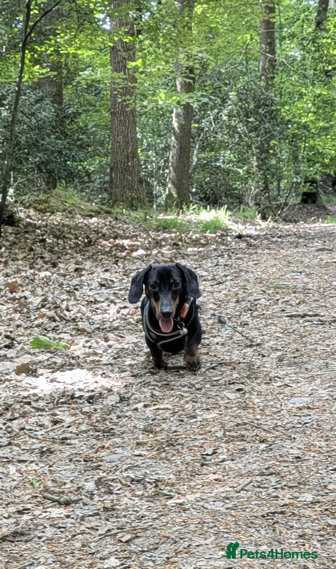Miniature Dachshund dogs for sale: Energetic 2 year old minature dachshund  - Image 7