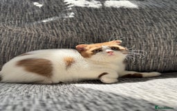 Scottish Fold cats for sale: Tica Registered Chunky Cinnamon Bi Colour Boy - Image 4
