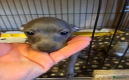 Italian Greyhound dogs for sale: Italian greyhound Puppy - Image 2
